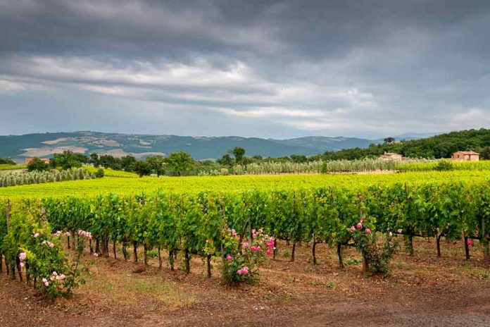 Vendimia 2022: Los desafíos detrás del alza en la demanda de vinos