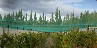 cosecha de uvas Patagonia Región de Aysén