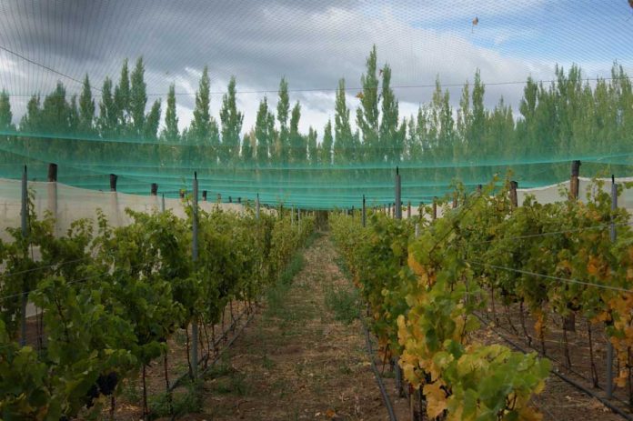 cosecha de uvas Patagonia Región de Aysén