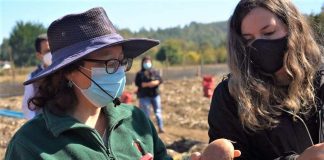 cultivo de la papa productores paperos provincia Arauco