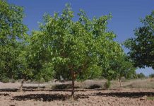 ALMENDROS Y NUECES EN CHILE