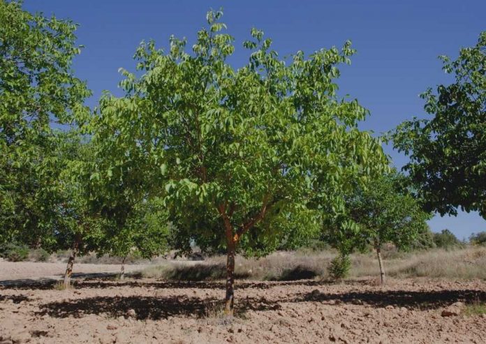 ALMENDROS Y NUECES EN CHILE