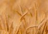 Argentina da luz verde a la comercialización de trigo transgénico resistente a sequía