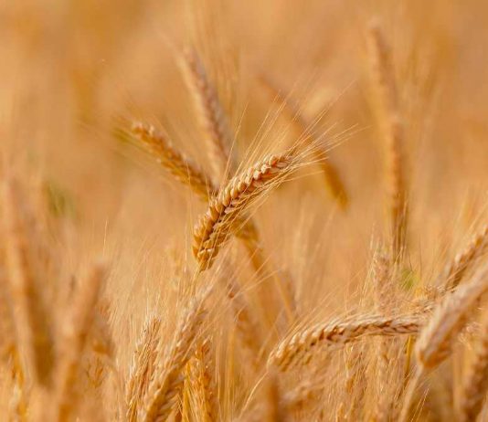 Argentina da luz verde a la comercialización de trigo transgénico resistente a sequía