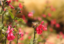 Consejos para construir un jardín polinizador Abejas