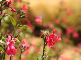 Consejos para construir un jardín polinizador Abejas