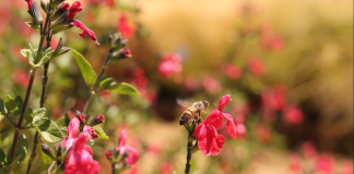 Consejos para construir un jardín polinizador Abejas