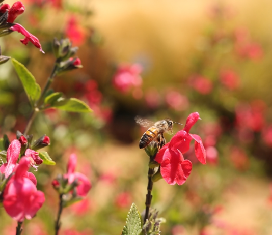 Consejos para construir un jardín polinizador Abejas