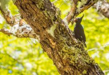 Día de la biodiversidad Pajaro carpintero