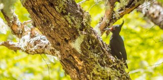 Día de la biodiversidad Pajaro carpintero