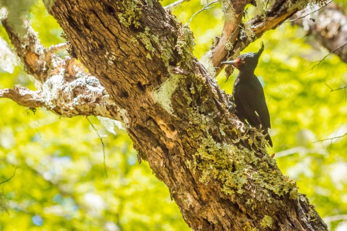 Día de la biodiversidad Pajaro carpintero