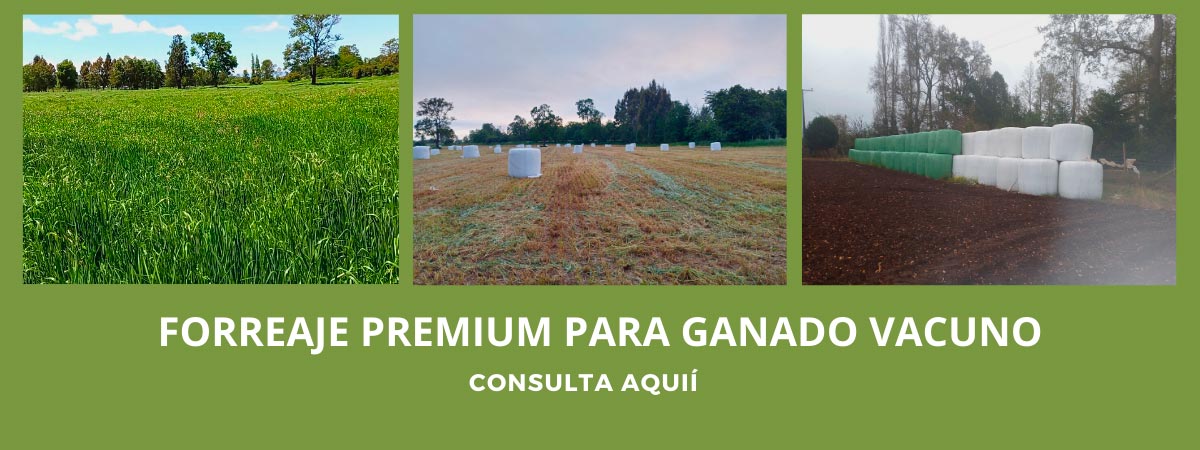 Forraje para ganado vacuno