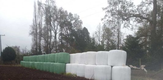 FORRAJE PREMIUM PARA GANADO VACUNO LOS RIOS