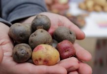 Más saludables: preparan producción de tres nuevas variedades de papas chilenas  