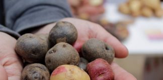 Más saludables: preparan producción de tres nuevas variedades de papas chilenas  