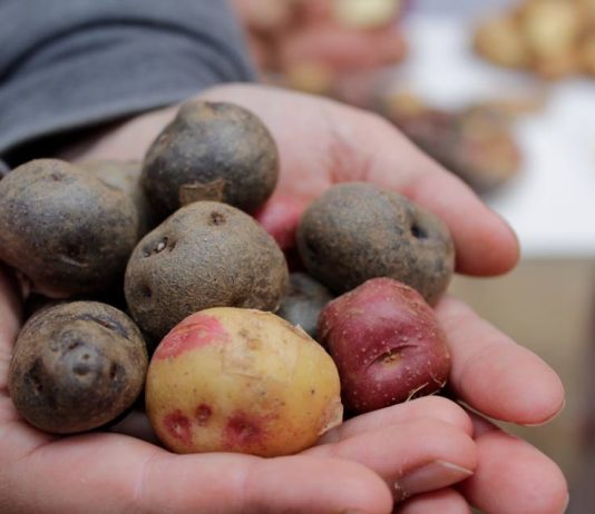 Más saludables: preparan producción de tres nuevas variedades de papas chilenas  