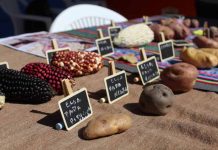 Recopilan variedades tradicionales de semillas de la comuna de Putre  