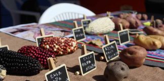 Recopilan variedades tradicionales de semillas de la comuna de Putre  