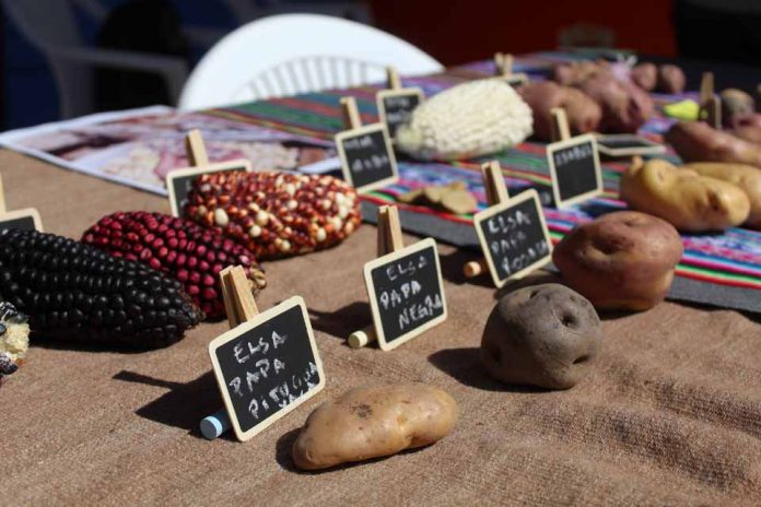 Recopilan variedades tradicionales de semillas de la comuna de Putre  