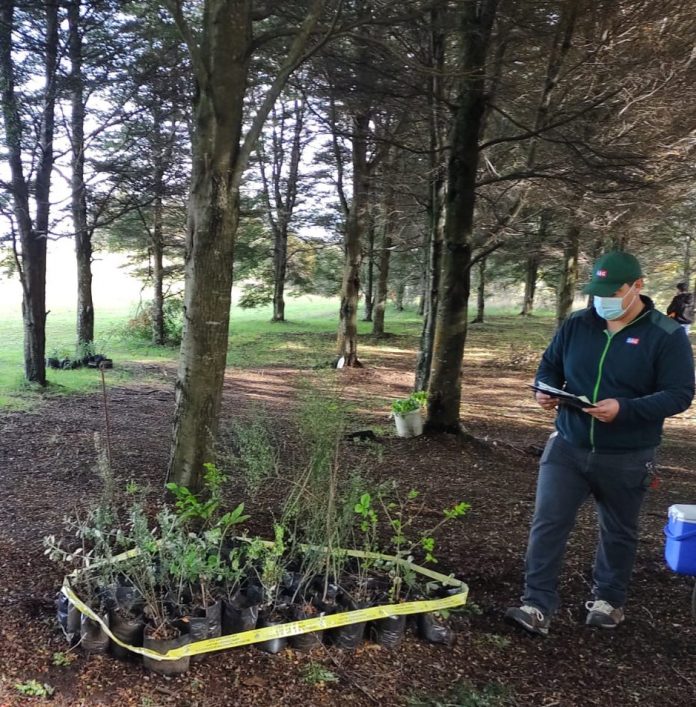 SAG Retención de plantas fiscalización vivero en Puerto Varas