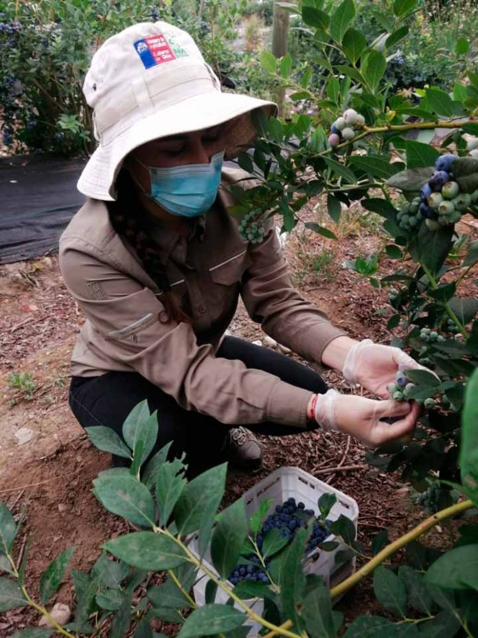industria del arándano en un período de grandes desafíos globales