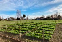 Alfalfa se transforma en una alternativa forrajera para el secano