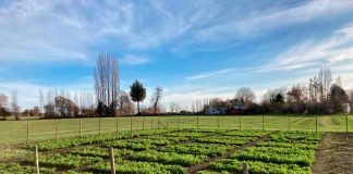 Alfalfa se transforma en una alternativa forrajera para el secano