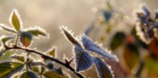Comité de Cítricos ASOEX:  “Si es que ocurren daños provocados por estas heladas serán evaluados en terreno de manera exhaustiva”