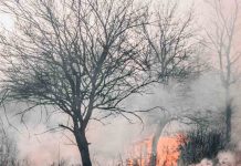 Cómo detectar incendios forestales gracias al uso de Inteligencia ArtificialCómo detectar incendios forestales gracias al uso de Inteligencia Artificial