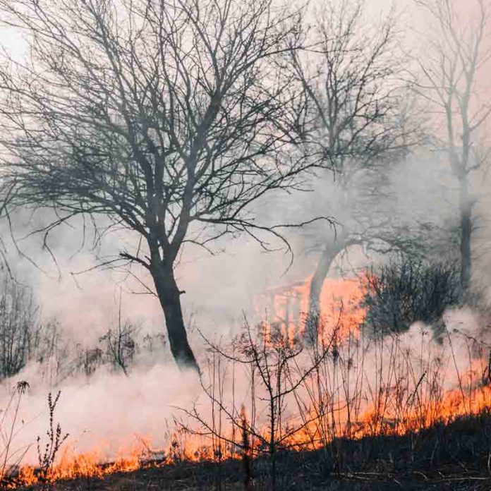 Cómo detectar incendios forestales gracias al uso de Inteligencia ArtificialCómo detectar incendios forestales gracias al uso de Inteligencia Artificial