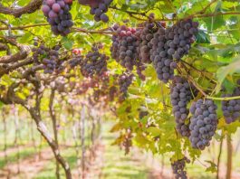 Crean sistema automatizado para el conteo de uvas en viñas y predios agrícolas