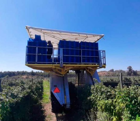 Frambuesas, una oportunidad en medio de un panorama complejo