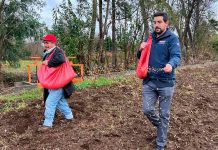 INDAP incentivará la producción de papa en Chile a través de apoyo en el Plan “Siembra Por Chile”