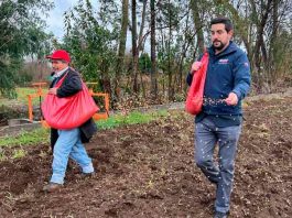 INDAP incentivará la producción de papa en Chile a través de apoyo en el Plan “Siembra Por Chile”