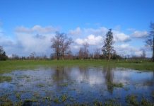 INIA entrega recomendaciones a ganaderos para que puedan enfrentar intensas lluvias registradas en el sur de Chile