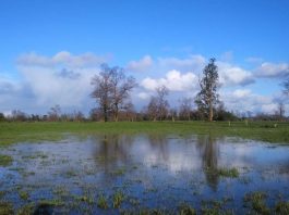 INIA entrega recomendaciones a ganaderos para que puedan enfrentar intensas lluvias registradas en el sur de Chile