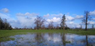 INIA entrega recomendaciones a ganaderos para que puedan enfrentar intensas lluvias registradas en el sur de Chile