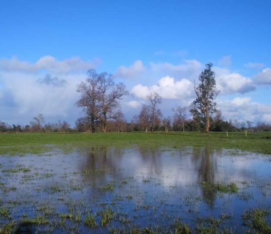 INIA entrega recomendaciones a ganaderos para que puedan enfrentar intensas lluvias registradas en el sur de Chile
