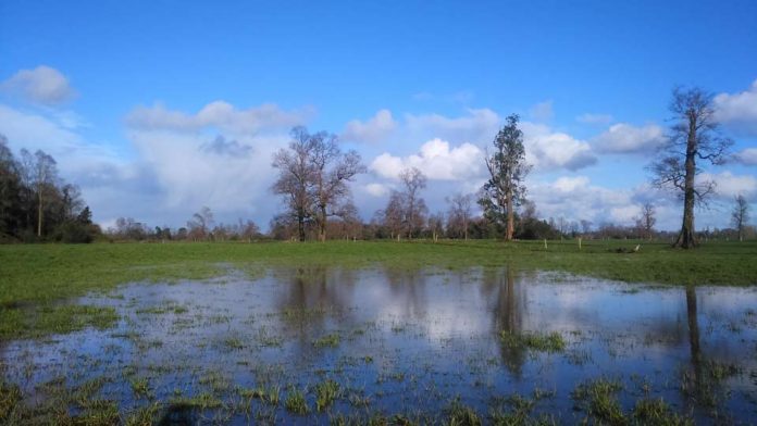 INIA entrega recomendaciones a ganaderos para que puedan enfrentar intensas lluvias registradas en el sur de Chile