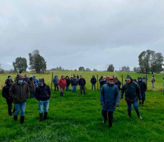 Productores y asesores de Chiloé participaron de un taller sobre praderas y cultivos suplementarios en INIA Butalcura