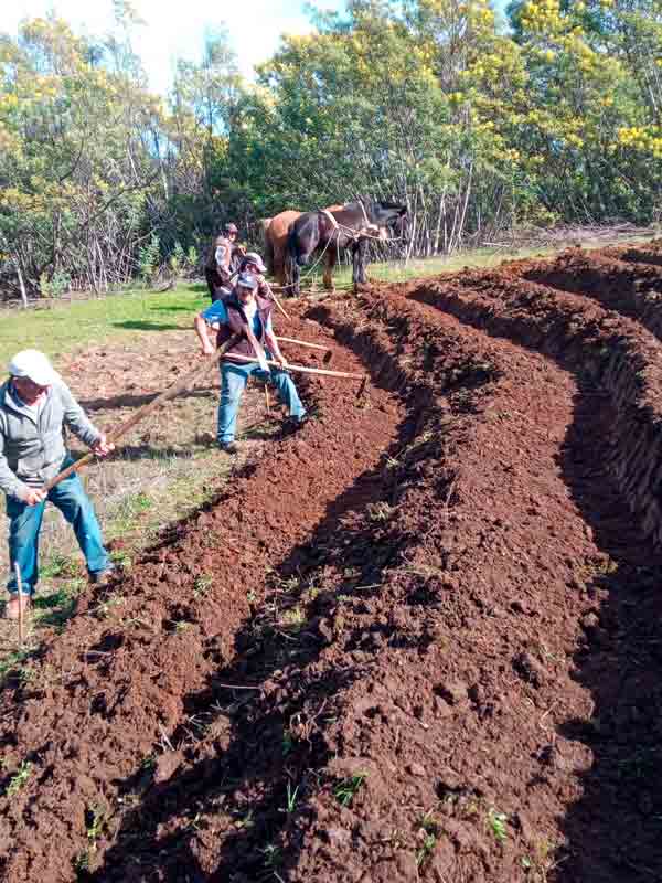 Programa de recuperación de suelos degradados tendrá 1.756 millones de inversión para usuarios Indap en Ñuble