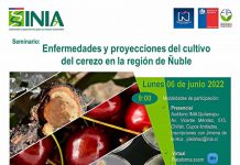 Seminario INIA abordará posibles soluciones a enfermedades que atacan la madera en cerezo