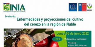 Seminario INIA abordará posibles soluciones a enfermedades que atacan la madera en cerezo