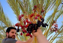 Tarapacá: Las primeras palmeras datileras reproducidas in vitro del país se plantan en el oasis de Pica