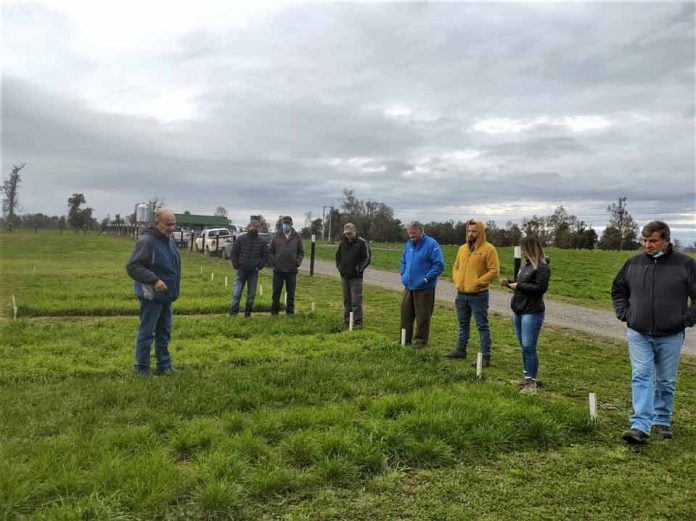 uso de alfalfa ganaderos GTT Santa María