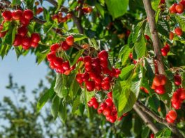 Beneficios de las Nanoburbujas en cerezas