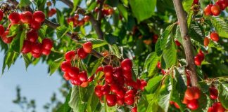 Beneficios de las Nanoburbujas en cerezas