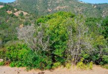 Bosques nativos se perdieron