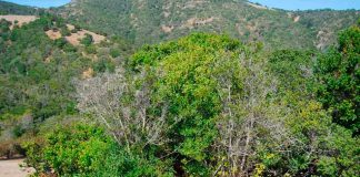 Bosques nativos se perdieron