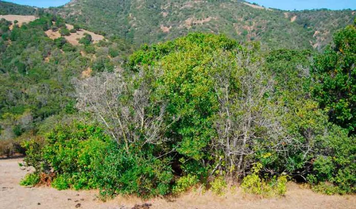 Bosques nativos se perdieron